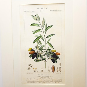 Könnte beinhalten: Gerahmter botanischer Druck mit einem Olivenzweig mit grünen Blättern und Oliven in verschiedenen Reifegraden, von gelb bis dunkelviolett. Der Druck enthält detaillierte botanische Diagramme und Text auf Italienisch.