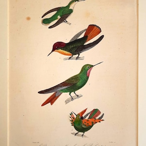 May include: A vintage botanical print featuring four detailed illustrations of hummingbirds. The birds display vibrant green, red, and orange plumage, with long beaks and outstretched wings. The print is on aged paper, showcasing the delicate artwork.