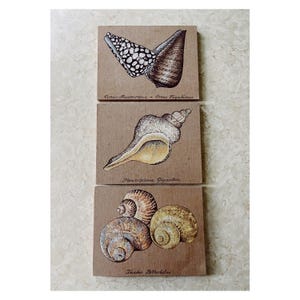 May include: Three rectangular wooden plaques with illustrations of seashells and their names. The top plaque features a brown and white seashell with the text "Cassis Madagascariensis - Cassis Tricornis". The middle plaque features a yellow seashell with the text "Pleuroploca Gigantea". The bottom plaque features three brown seashells with the text "Turbo  Petholatus".