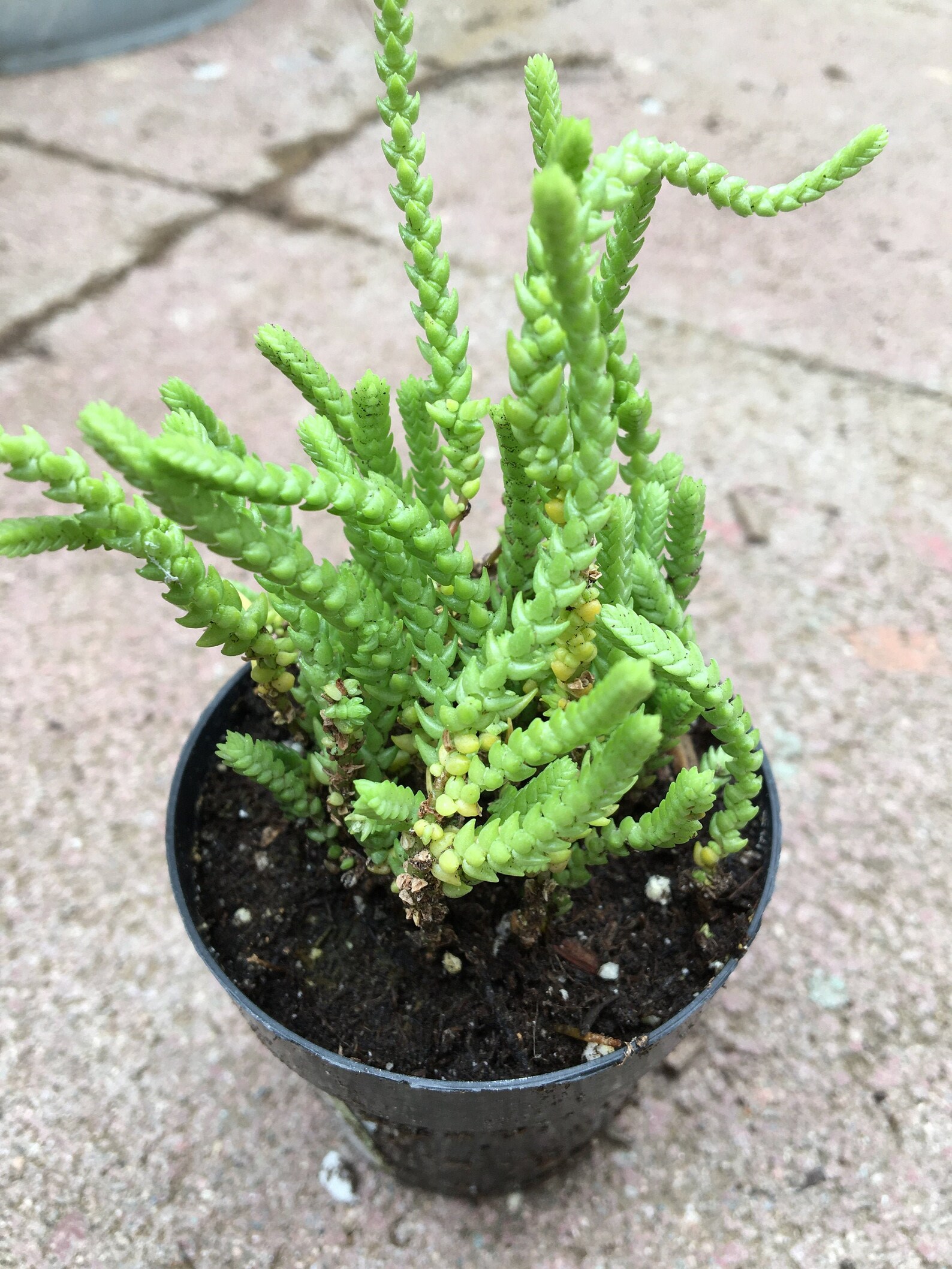 Watch Chain Succulent Live Succulent and Shipped in Pot Etsy