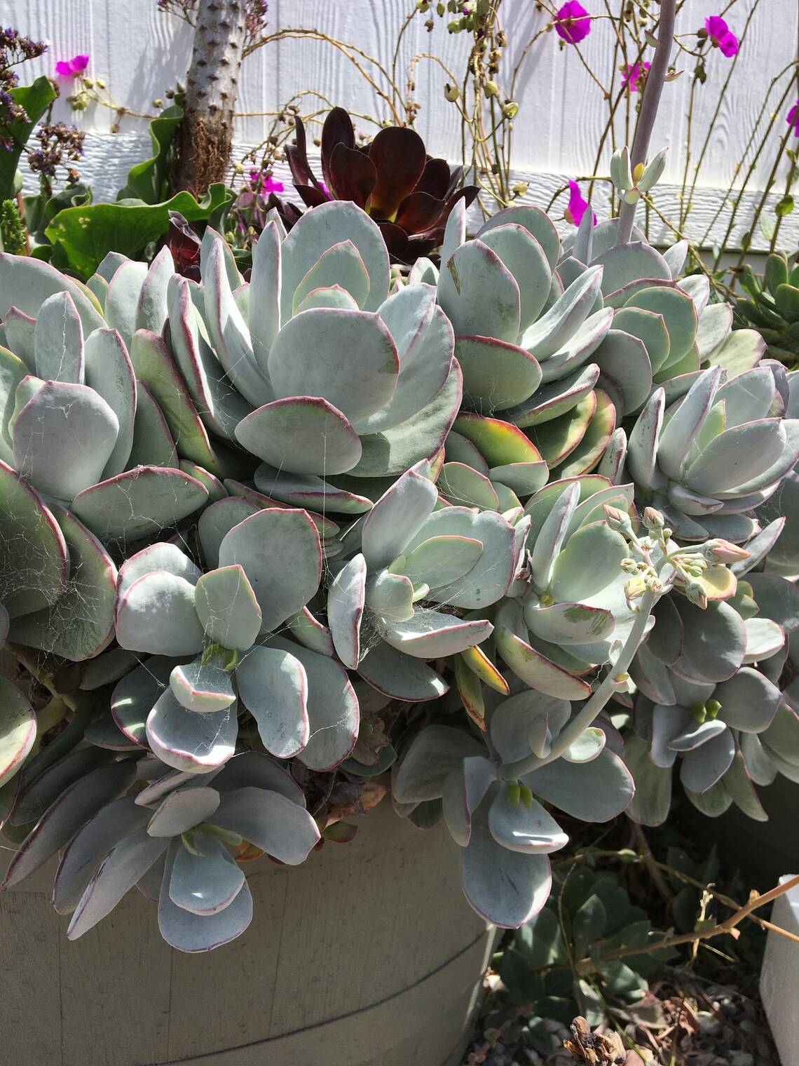 Cotyledon Pig's Ear Succulent 3 Live Plant Etsy
