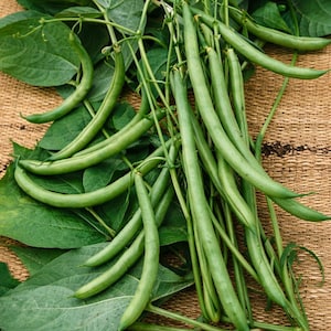 May include: A close-up of freshly picked green beans, showing their vibrant green colour and slender shape. The beans are surrounded by lush green leaves and stems. The image conveys a sense of freshness and natural produce, perfect for cooking.