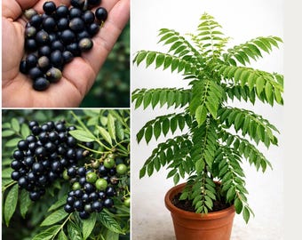 flower seeds impatiens Impatiens New Guinea Florific White F1 Seed