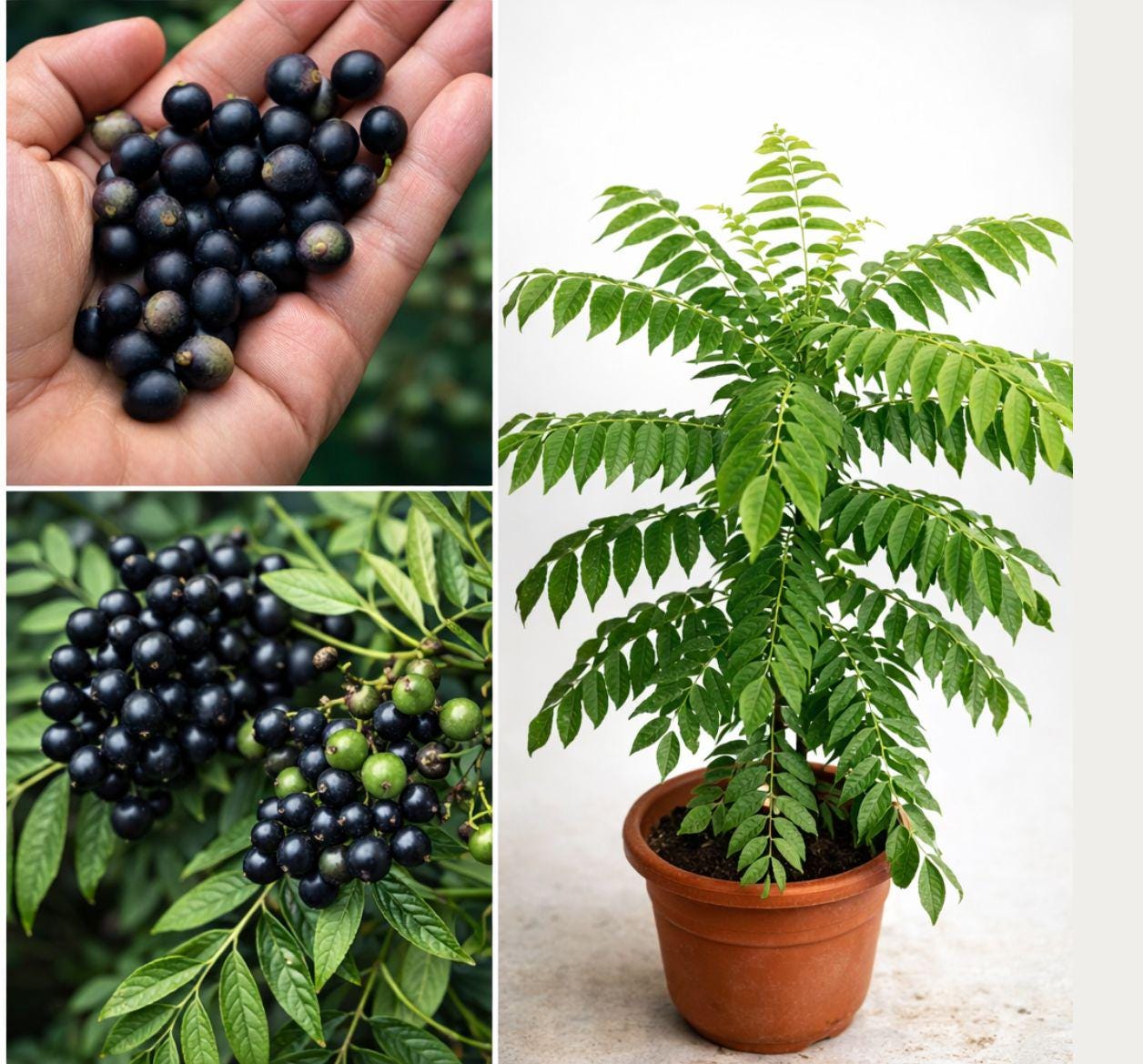 Gamthi Curry Leaf Seeds - Etsy