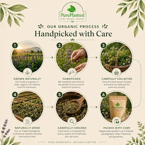 May include: An infographic illustrating the organic process of PurePlanted herbs. The steps include growing, handpicking, collecting, drying, checking, and packaging. The text includes "Handpicked with Care" and "Pure Ingredients. Naturally Better."