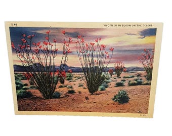 Ocotillo In Bloom On The Desert Arizona 1930s Linen Postcard
