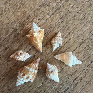 May include: A collection of six seashells in various shapes and sizes, arranged on a wooden surface. The shells display a range of colors, including white, tan, and brown, with intricate patterns and textures. The shells vary in size, with the largest shell measuring approximately 4 inches.