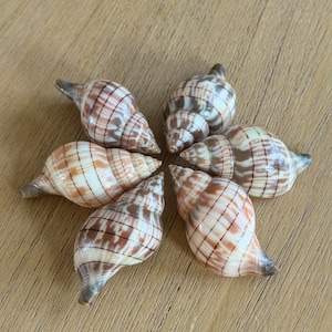 May include: Six spiral seashells arranged in a circular pattern. The shells have a natural, striped pattern in shades of brown, tan, and white. The shells are on a light brown wooden surface.