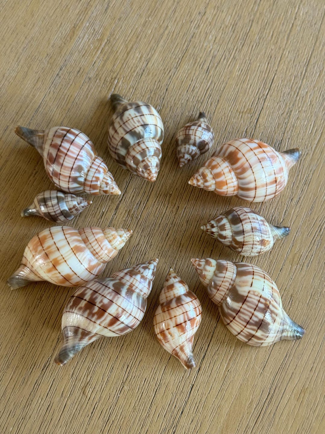 10 Banded Tulip Shells- Small/medium/large Size From FL Gulf Coast! - Etsy