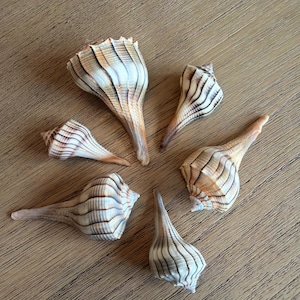 May include: Six seashells with a spiral design and a mix of tan, brown, and white colors. The shells are arranged in a circular pattern on a wooden surface. The shells have a textured surface and a pointed end.