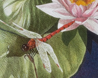 Dragonfly Limited Edition Giclee' Print-Signed & Numbered