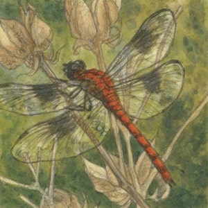 Dragonfly Matted/Signed Giclee Print image 1