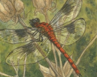 Dragonfly Matted/Signed Giclee  Print