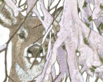 White-Tailed Deer Matted/Signed Giclee  Print