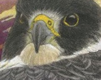 Peregrine Falcon Matted/ Signed Giclee  Print