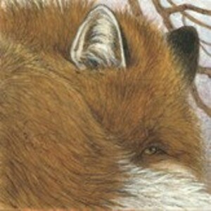 May include: Close-up of a fox's head, showcasing its reddish-brown fur and alert expression. The fox's ear is visible, with a detailed texture. The image captures the animal's eye, highlighting its gaze. The background features a hint of a tree branch.