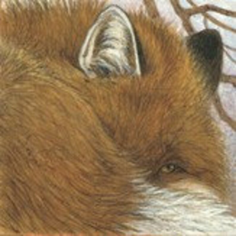 May include: Close-up of a fox's head, showcasing its reddish-brown fur and alert expression. The fox's ear is visible, with a detailed texture. The image captures the animal's eye, highlighting its gaze. The background features a hint of a tree branch.
