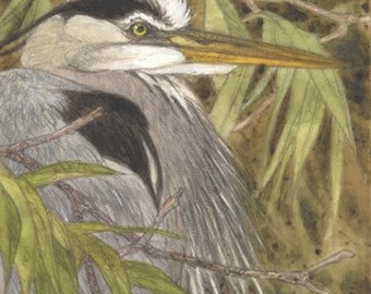 Great Blue Heron Matted/Signed Giclee  Print