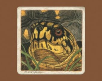 Eastern Box Turtle Matted/Signed Giclee  Print