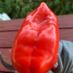 May include: A vibrant red pepper with a glossy surface. The pepper has a rounded shape with a green stem. The pepper is in front of a gray figurine. The pepper is a food item.
