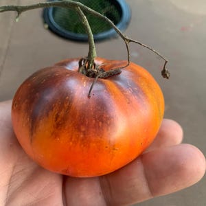 May include: A ripe heirloom tomato with a mix of orange and dark purple hues, held in a hand. The tomato has a stem with small branches attached. The skin shows vertical stripes of color.