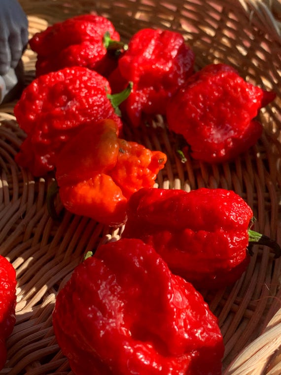 Deadpool Pepper Seeds (8) SUPER HOT - Limited Supply - Etsy