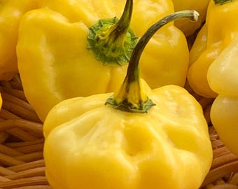 KSLS Lemon Starburst Paprika Samen