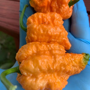 Puede incluir: Primer plano de tres pimientos de color naranja brillante y arrugados con tallos verdes. Los pimientos se sostienen en una mano enguantada azul. Los pimientos tienen una textura irregular y son de color naranja vibrante.