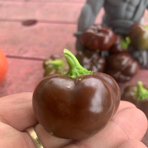 Mini Sweet Bell Peppers (Dwarf plant) 15 seeds