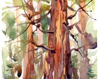 Redwoods, California : print of a watercolor sketch