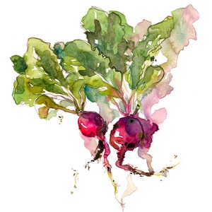 Kitchen Art, Spring Gardening radish watercolor 8x10 print from an original watercolor sketch image 1