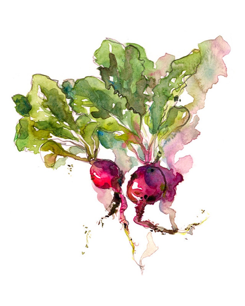 Kitchen Art, Spring Gardening radish watercolor 8x10 print from an original watercolor sketch image 1