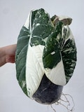 Alocasia Maharani Albo Variegated Rare Plant Planting Corms Indoor Outdoor Gardening product logo