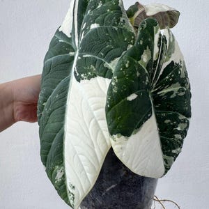 Variegated alocasia maharani - Etsy 日本