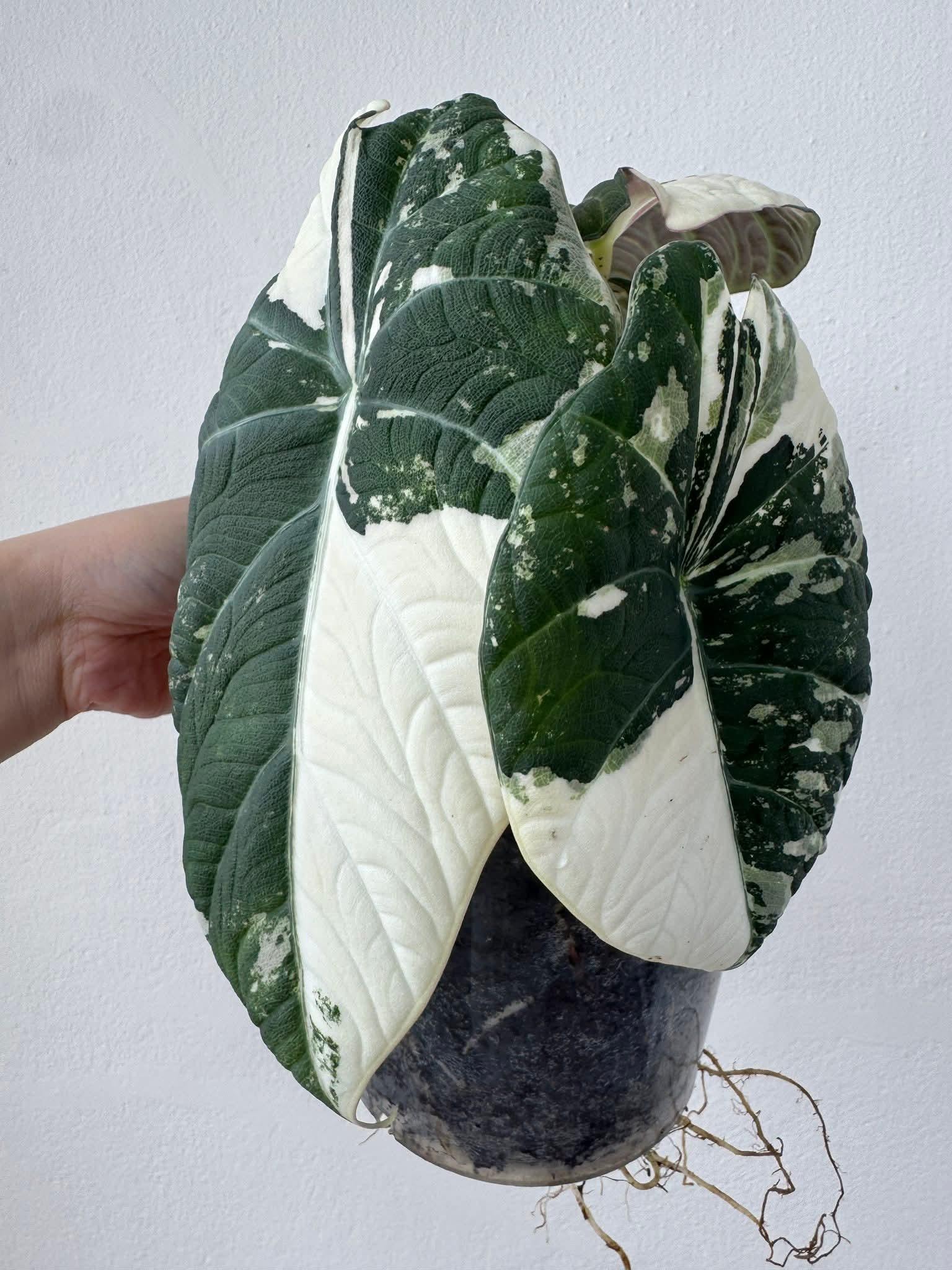 Variegated alocasia maharani - Etsy 日本