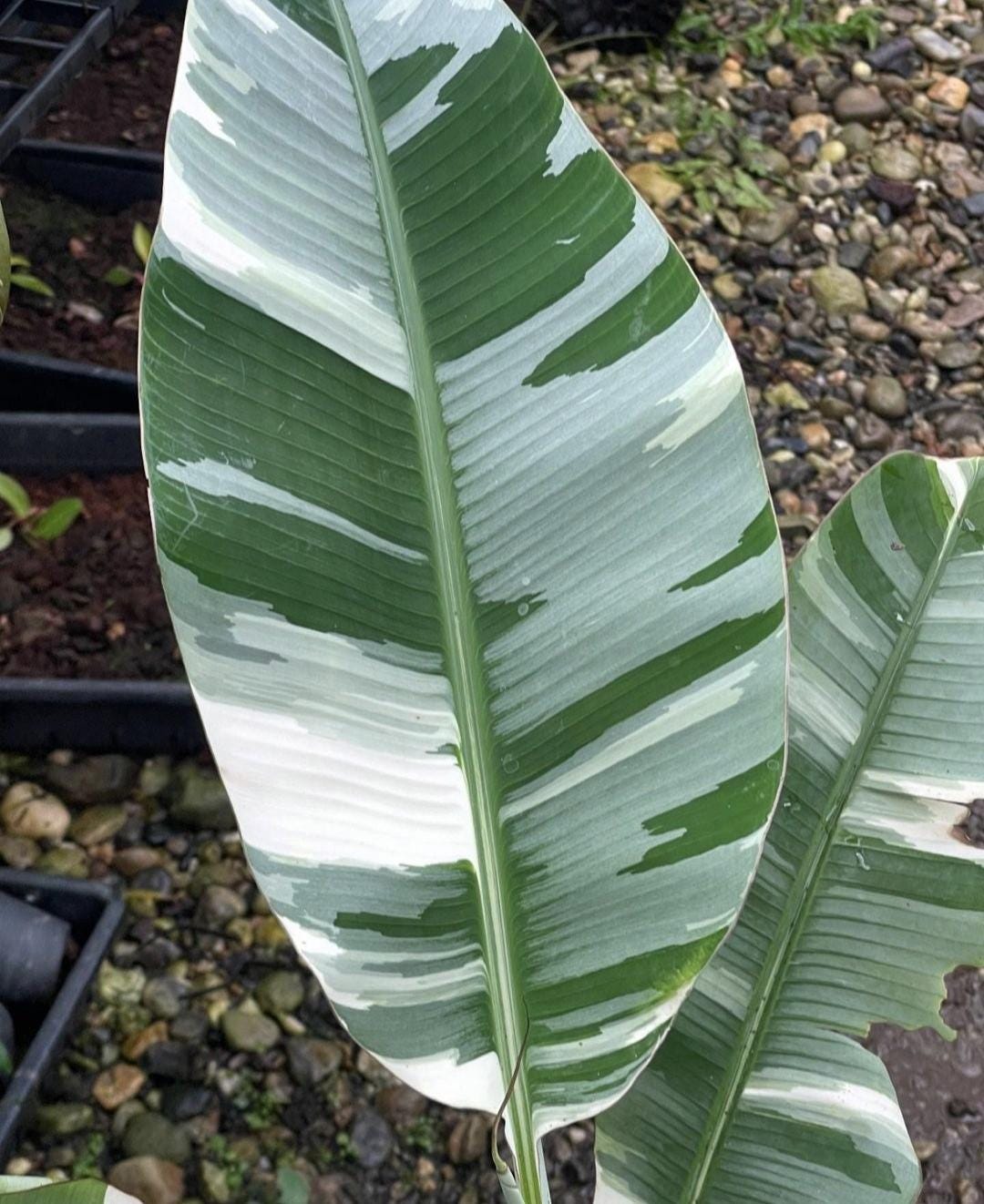 Musa aeae banana florida variegated - Etsy 日本