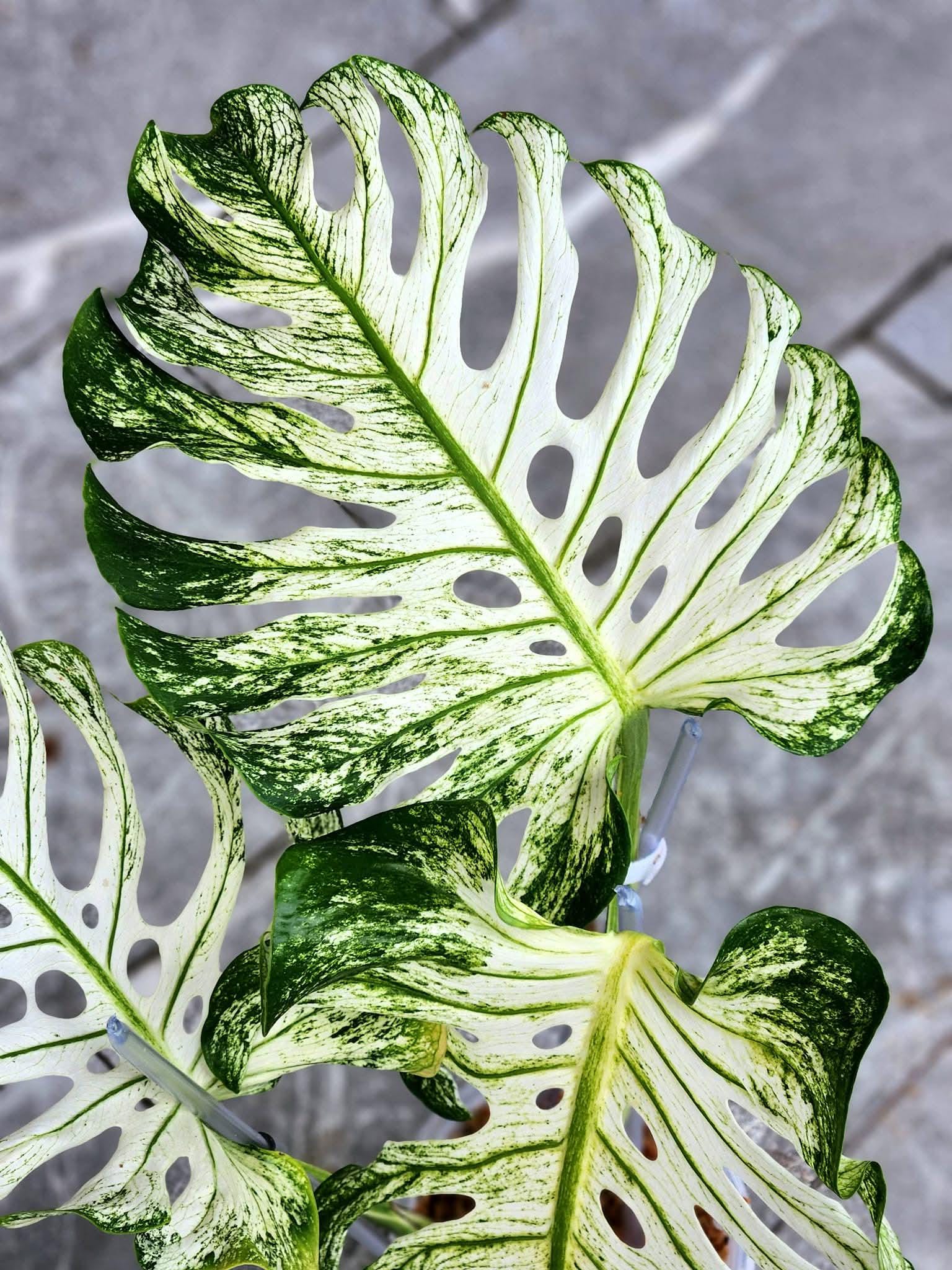 Monstera devil monster - Etsy 日本