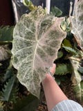 Alocasia Longiloba Black Satun Stardust Variegated Planting Corms Indoor Outdoor Rare Plant Gardening product logo