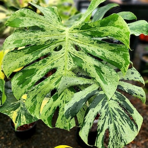 Bulbasaur monstera - Etsy 日本