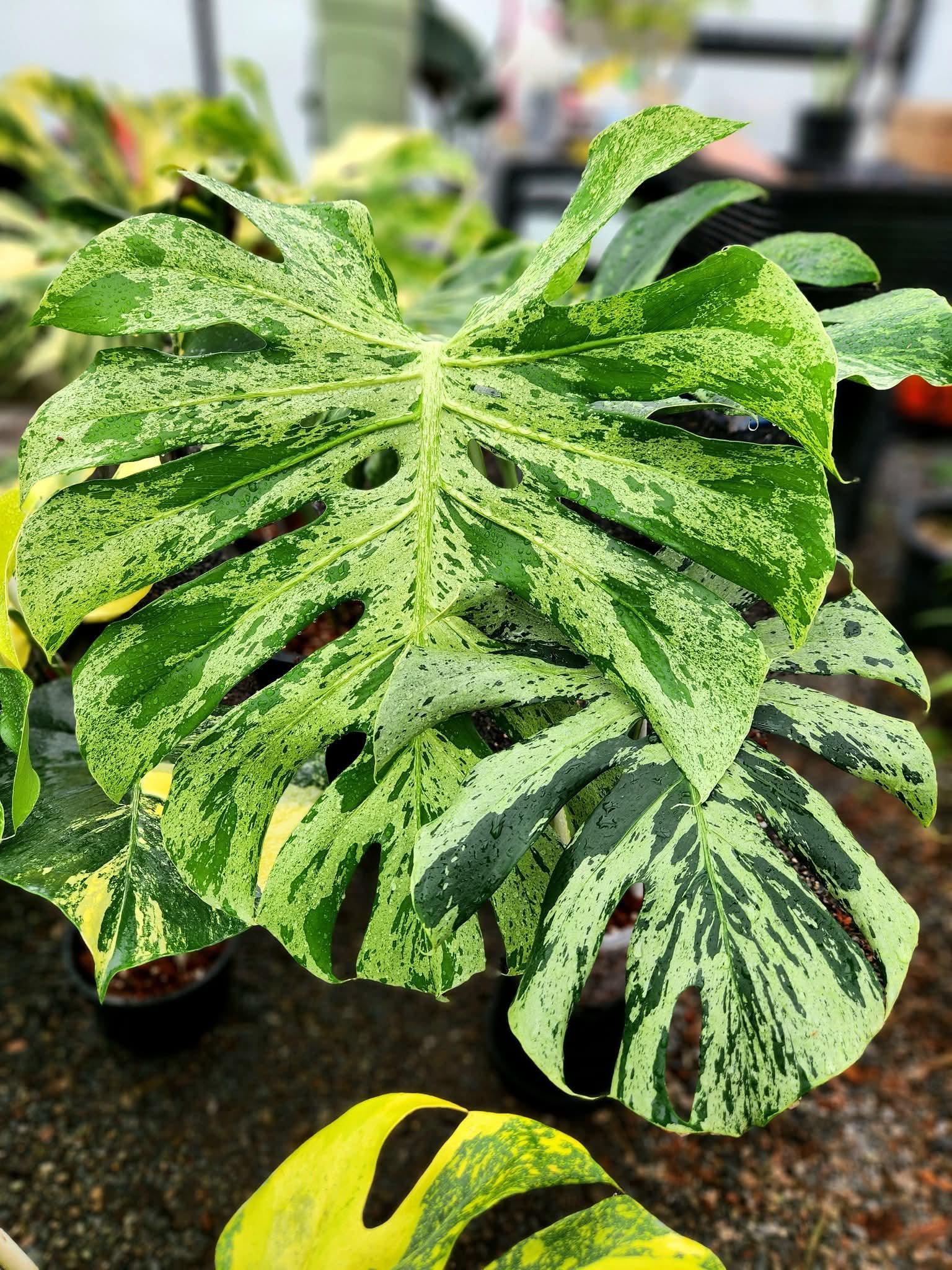 Bulbasaur monstera - Etsy 日本