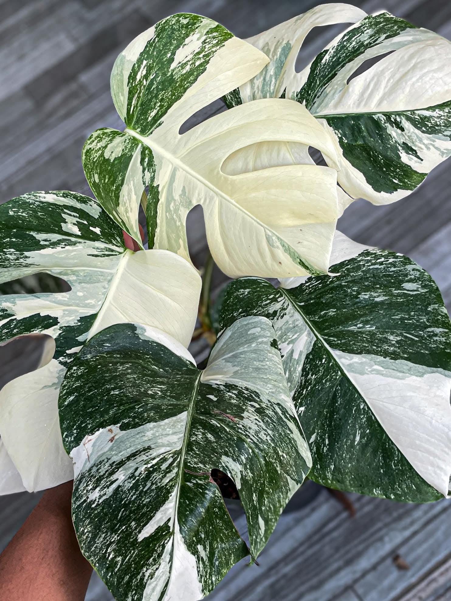 Monstera white lava - Etsy 日本