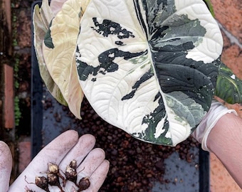 アロカシア・ノビリス ピンク斑入り 希少球根 屋内・屋外ガーデニング