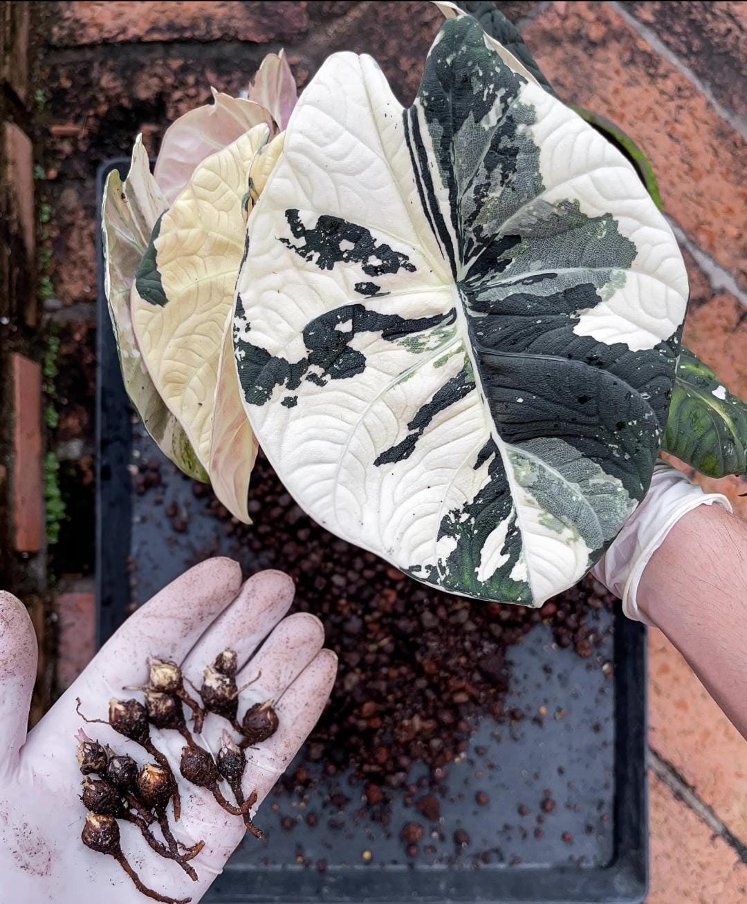 Variegated alocasia maharani - Etsy 日本