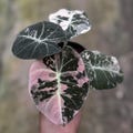 Alocasia Black Velvet Pink Variegated Rare Plant Planting Corms Indoor Outdoor Gardening product logo