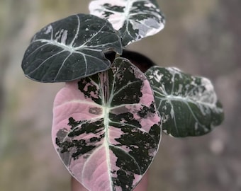 希少なモンステラ・オブリクア・ヤスニ - Etsy 日本