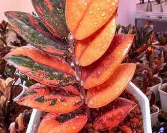 訳あり特価！　Scindapsus Yupa ② Scindapsus Yupa Variegated | Very Rare Find | Free USPS Express