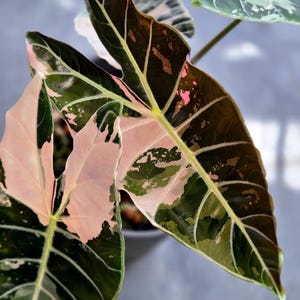 Alocasia pink nobilis - Etsy 日本