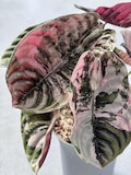 Alocasia Cuprea Pink Variegated Planting Corms Indoor Outdoor Rare Plant Gardening product logo