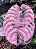 Alocasia Cuprea Pink Variegated Rare Plant Planting Corms Indoor Outdoor Gardening product logo