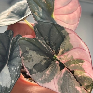 Alocasia nebula - Etsy 日本